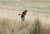 Hen Harrier at Wallasea Island (RSPB) (Matt Bruty) (55262 bytes) Hen Harrier at Wallasea Island (RSPB) (Matt Bruty) (55262 bytes)