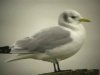 Kittiwake at Southend Pier (Steve Arlow) (15850 bytes) Kittiwake at Southend Pier (Steve Arlow) (15850 bytes)