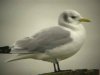 Kittiwake at Southend Pier (Steve Arlow) (15850 bytes)