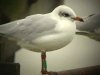 Mediterranean Gull at Southend Pier (Steve Arlow) (18325 bytes)