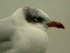 Mediterranean Gull at Southend Pier (Steve Arlow) (13375 bytes)