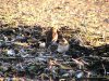Snow Bunting at Shoebury Seafront (Don Petrie) (103214 bytes) Snow Bunting at Shoebury Seafront (Don Petrie) (103214 bytes)