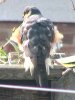 Sparrowhawk at Applerow, Eastwood (Don Petrie) (99410 bytes) Sparrowhawk at Applerow, Eastwood (Don Petrie) (99410 bytes)