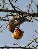 Waxwing at South Benfleet (Don Petrie) (74900 bytes)