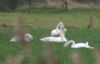 Whooper Swan at Private site with no public access (Don Petrie) (49619 bytes) Whooper Swan at Private site with no public access (Don Petrie) (49619 bytes)