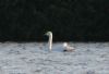 Whooper Swan at Paglesham Lagoon (Don Petrie) (61453 bytes) Whooper Swan at Paglesham Lagoon (Don Petrie) (61453 bytes)